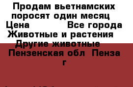 Продам вьетнамских поросят,один месяц › Цена ­ 3 000 - Все города Животные и растения » Другие животные   . Пензенская обл.,Пенза г.